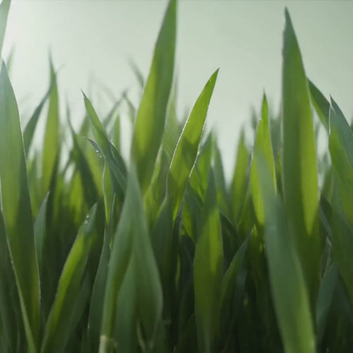 Edenana Barley Grass Juice Powder short product film showing ingredient motion, preparation, and finished drink